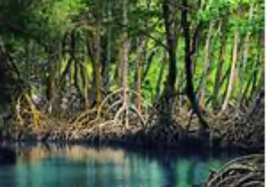 MANGROVES